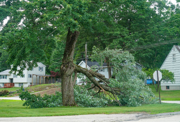 Best Firewood Processing and Delivery  in Brookville, NY