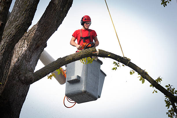 Best Hedge Trimming  in Brookville, NY