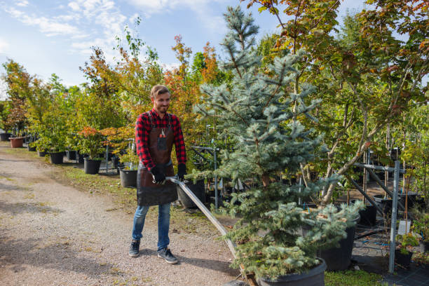 Best Storm Damage Tree Cleanup  in Brookville, NY